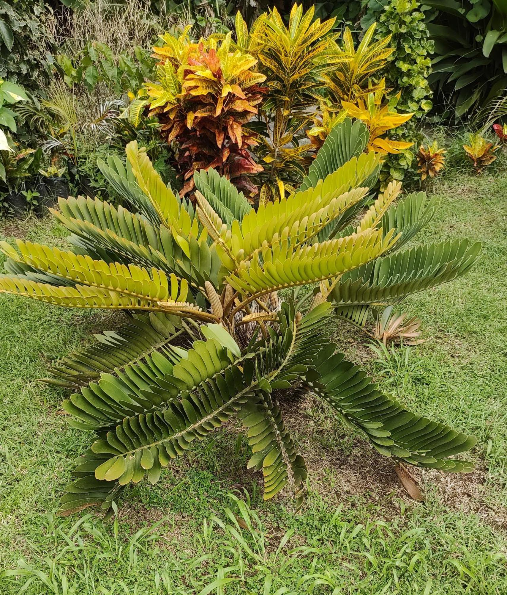 Bencastle Villa Gros Islet Exterior foto